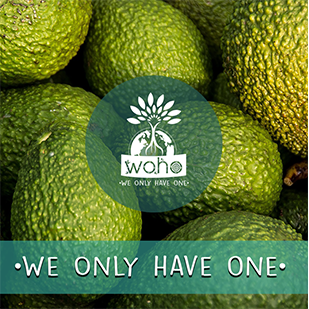 Woho Aguacate